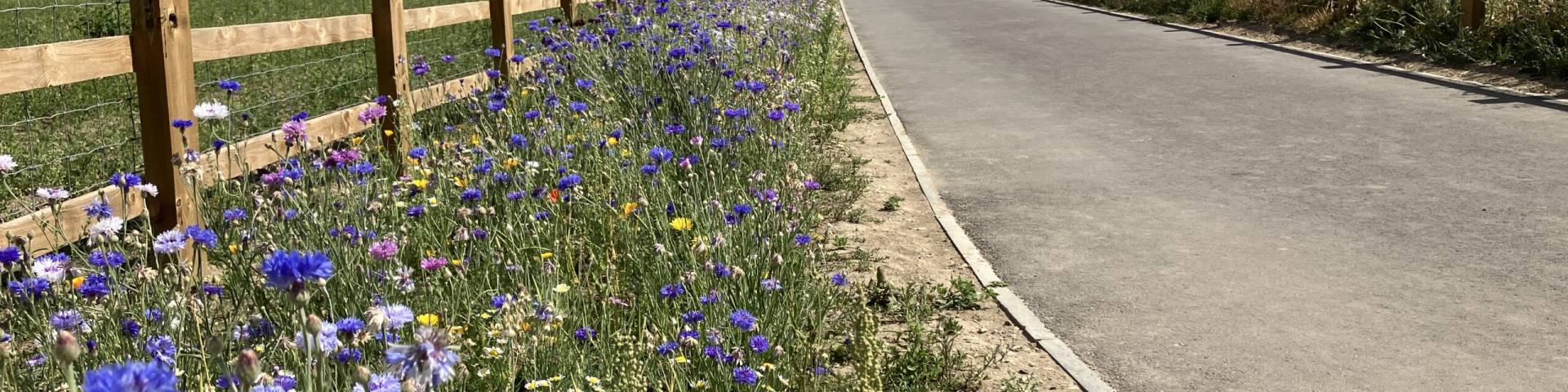 Photograph of wildflowers alongside the Meldreth to Melbourn link path