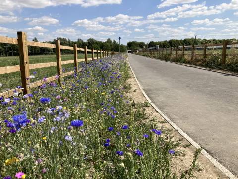 Photograph of wildflowers alongside the Meldreth to Melbourn link path