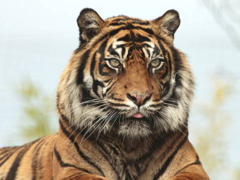 Photograph of a tiger