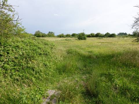 A photograph of the Shepreth L-Moor showing grassland and small trees.