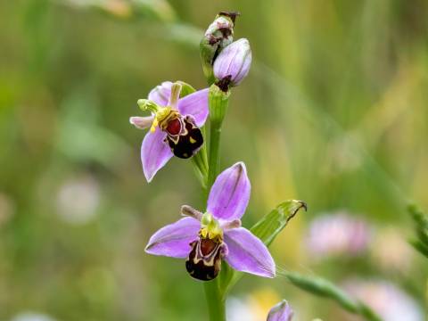 Photograph of a bee orchid in flower against a blurred green background