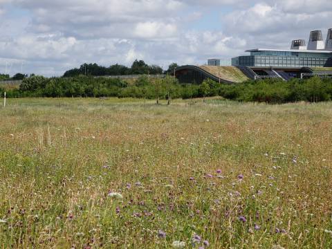 A photograph of the green roof of Cambridge South Station taken from across Hobson's Park.