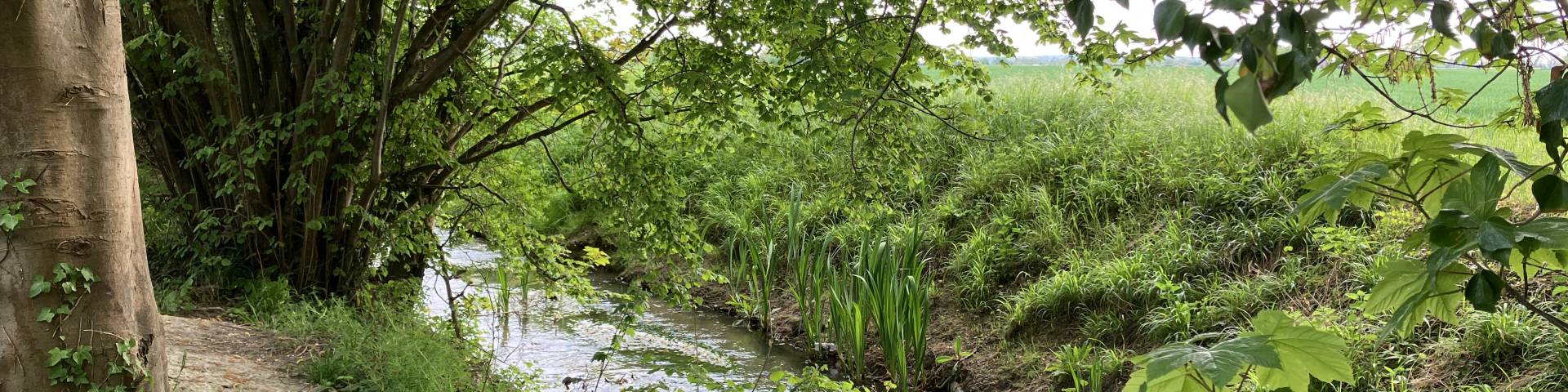 Photograph of a chalk stream, there is a walking path to the left