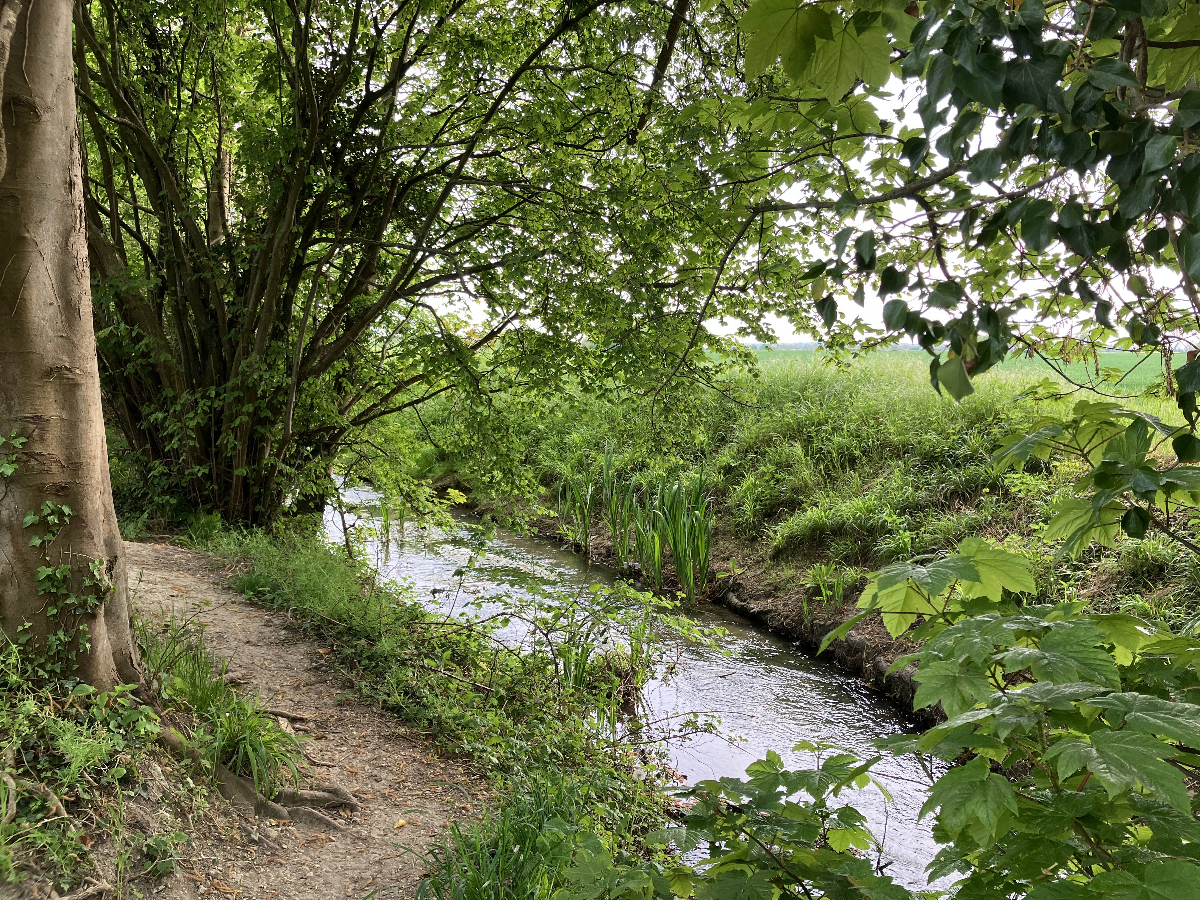 Photograph of a chalk stream, there is a walking path to the left