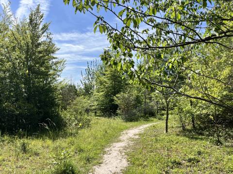 A photograph of Foxton Wood with a path running through it. The trees are in full leaf.
