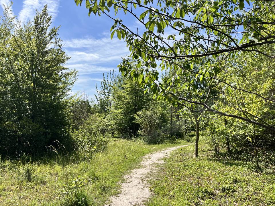 A photograph of Foxton Wood with a path running through it. The trees are in full leaf.