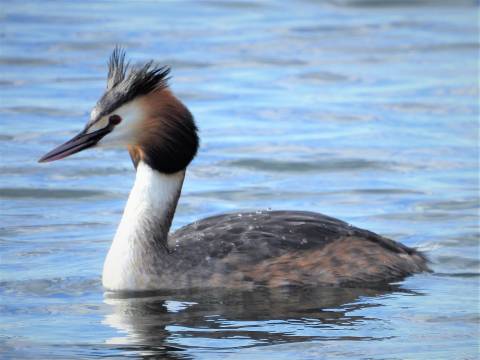 Photograph of a Great Crested Grebe on the water