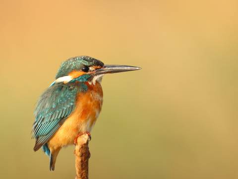 Photograph of a kingfisher sitting on a branch against a blurred background