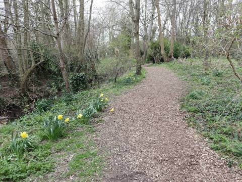 A photograph of the woodland path through the Melwood Nature Reserve. Daffodils are blooming on the left hand side of the path.