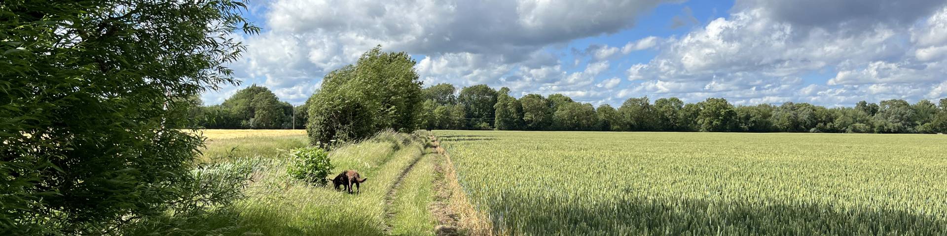 Photograph of a walking path between a chalk stream on the left and a crop field on the right