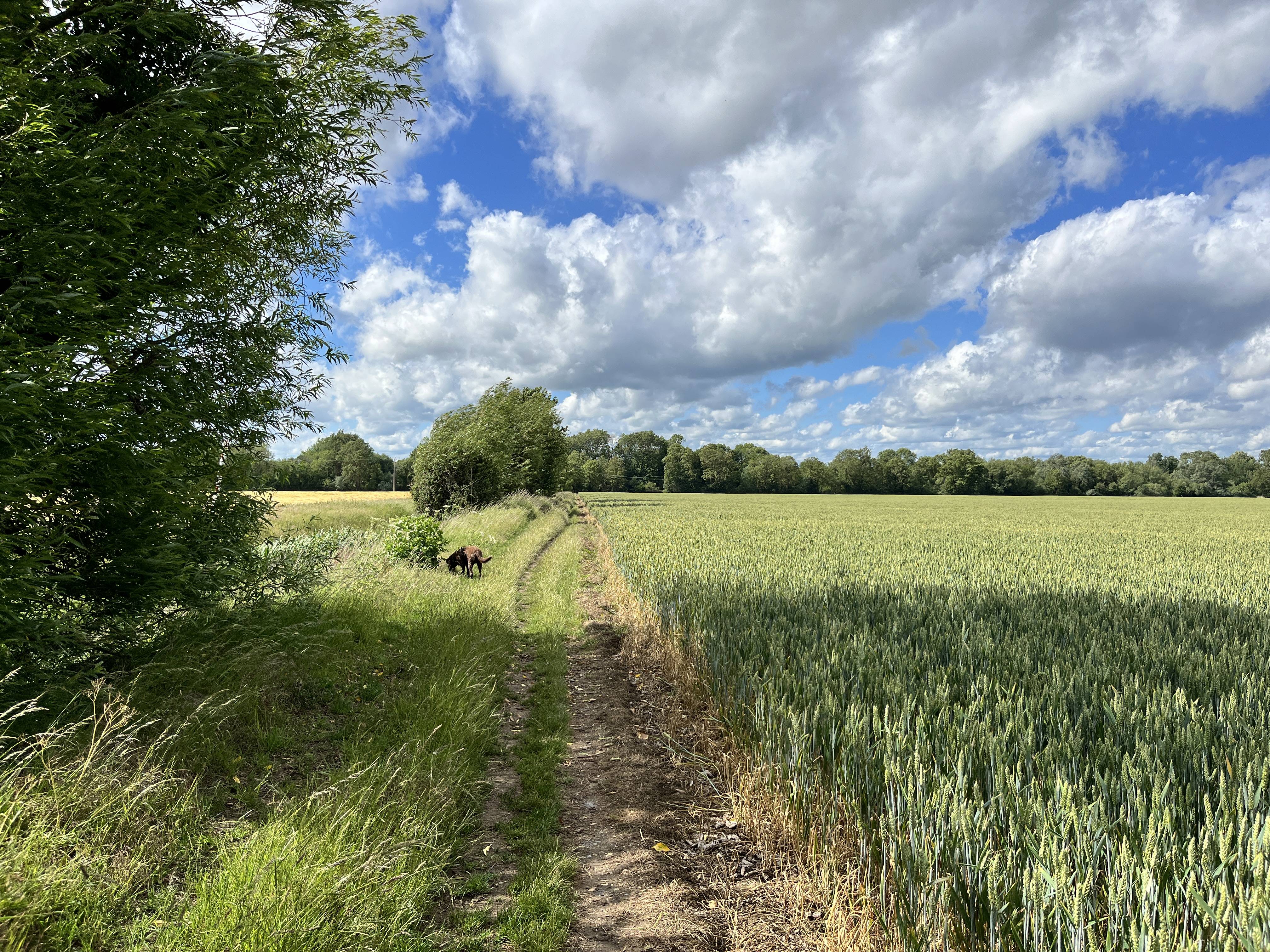 Photograph of a walking path between a chalk stream on the left and a crop field on the right