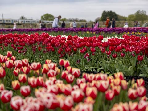 A photograph of tulips at Bury Lane, people can be seen in the background and a train passes behind the people
